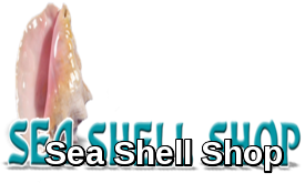 sea-shell-shop